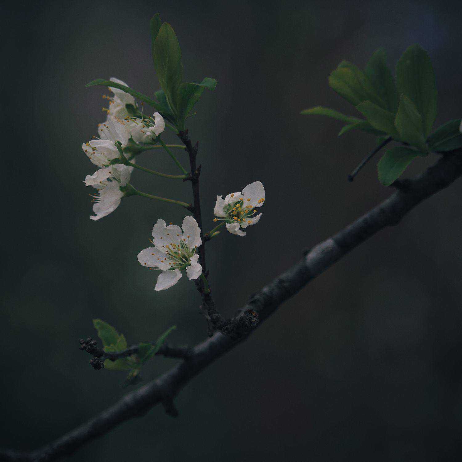 花朵-初春-朕弟