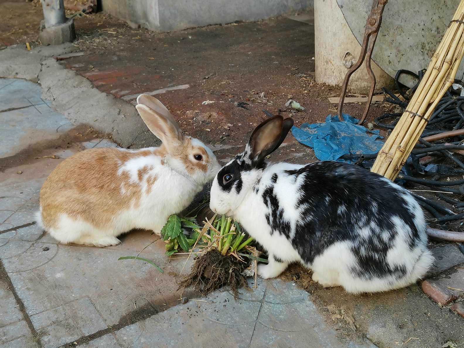 兔子的甜蜜暴击