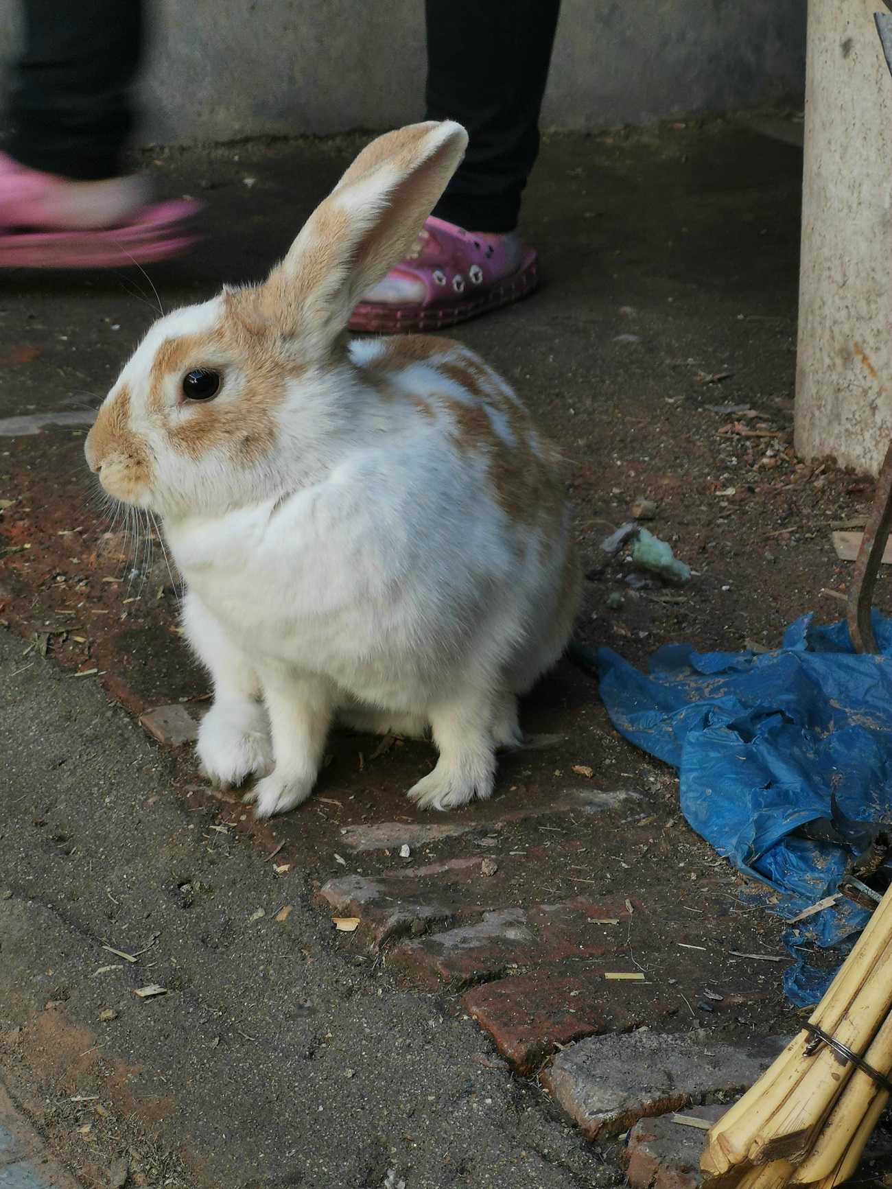白色的兔子-LEO屹铭